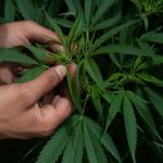 Liberan en el Caribe tres sondas para estudiar trayectoria de sargazo