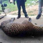 México demanda a compañías de armas de EU; te explicamos las razones del gobierno