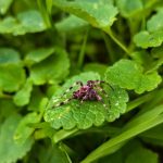 Conoce el superalimento que ayuda a tu corazón y mejora tu memoria