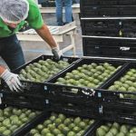 Martha Rodríguez Ortiz apelará la decisión de la UNAM tras despido